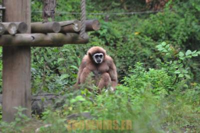 Gibbon à mains blanches