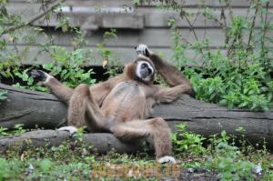 Gibbon à mains blanches