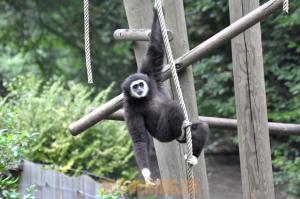 Gibbon à mains blanches