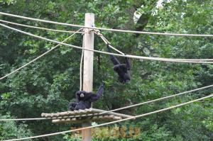 Siamang