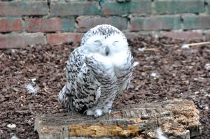 Harfang des neiges