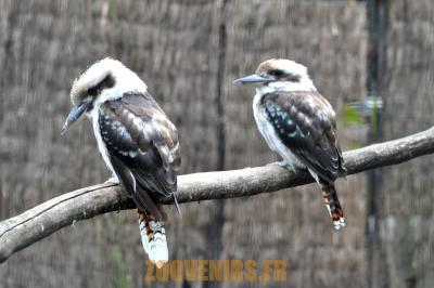 Kookaburra
