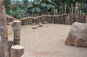Tortue sillonnée