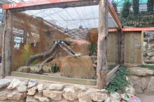 Iguane Rhinocéros