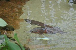 Arowana argenté