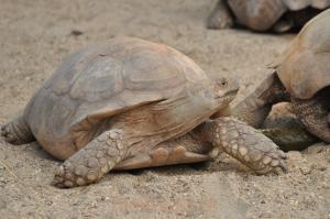 Tortue sillonnée