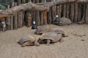 Tortue sillonnée