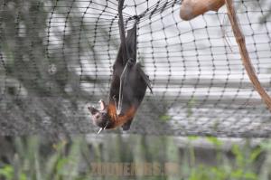 Renard volant de Lyle