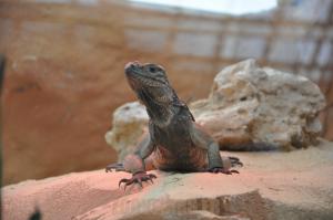 Iguane Rhinocèros