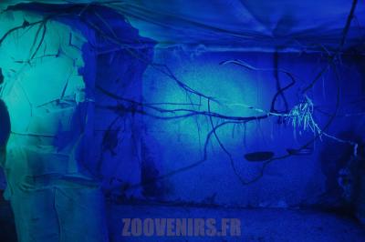 Chauive-souris de Seba