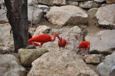 Ibis rouge