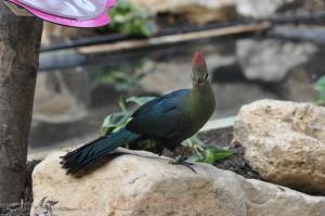 Touraco