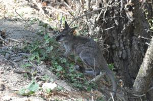 Wallaby de Bennett