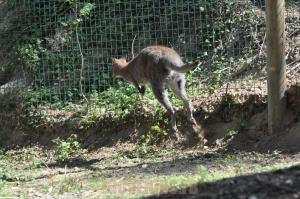 Wallaby de Bennett