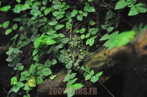 Crapaud mousse