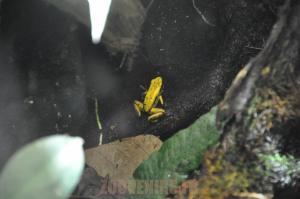 Grenouille terrible