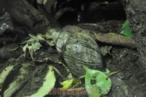 Escargot géant africain