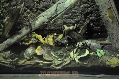 Escargot géant africain