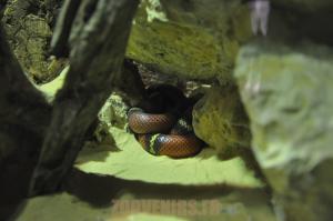 Serpent faux corail