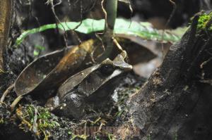 Grenouille cornue asiatique