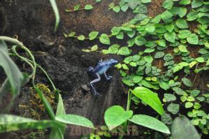 Grenouille azur