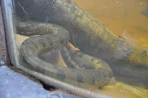 Anaconda vert
