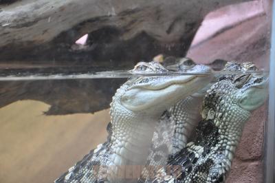 Alligator du Mississippi