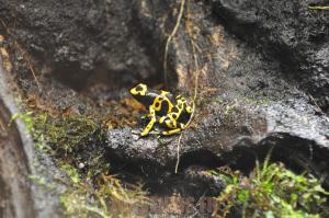 Grenouille jaguar