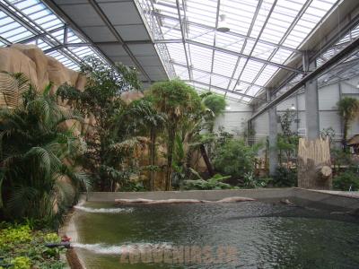 Pacu géant et- Arapaima