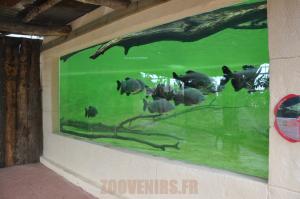 Pacu géant
