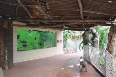 Pacu géant et Arapaima