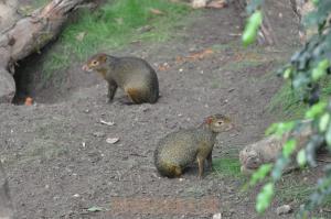 Agouti d'Azara
