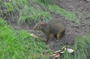 Agouti d'Azara