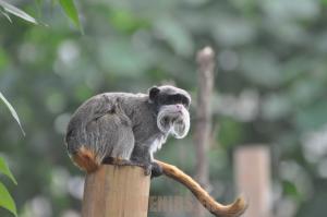 Tamarin Empereur