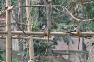 Tamarin Empereur