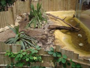 Loutre d'Asie
