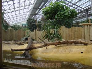 Loutre d'Asie