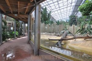 Loutre d'Asie