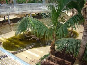Crocodile à museau allongé d'Afrique 