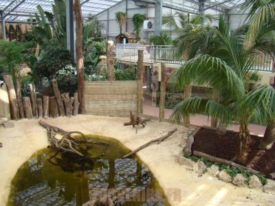 Crocodile à museau allongé d'Afrique 