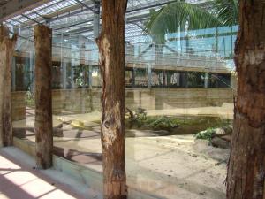 Crocodile à museau allongé d'Afrique 