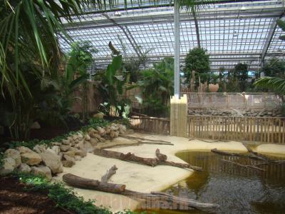 Alligator du Mississippi