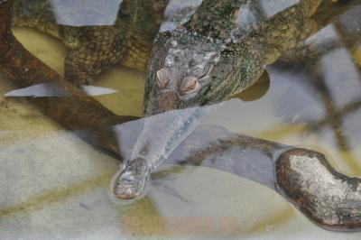 Crocodile à museau allongé d'Afrique 