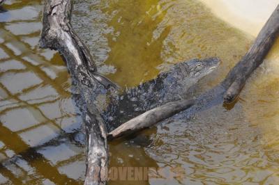 Alligator du Mississippi