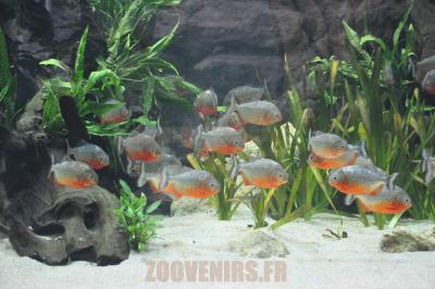 Piranha rouge