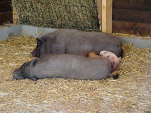 Cochon 