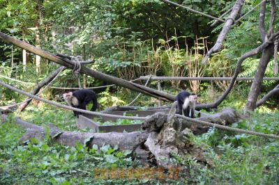 Capucin à face blanche