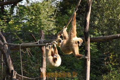 Gibbon lar 