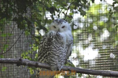 Chouette Harfang des neiges