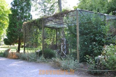 Chouette Harfang des neiges